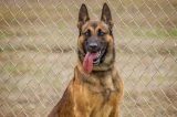 Dog Parks to be Renamed in Honor of Fallen Oxnard Police K-9s Rudy and Jax