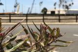 Port of Hueneme Celebrates Its Diverse Ecosystem on Earth Day