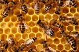 Saving Pollinators from an Imaginary Bee-pocalypse