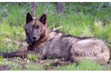 Pacific Legal Foundation | Farmers, and ranchers challenge state’s ‘endangered’ listing of gray wolf