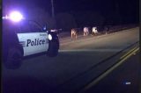 Moorpark Patrol Provides Police Escort for Cows!