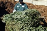 Drop Off Your Christmas Tree At Agromin, Get Free Potting Mix