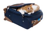 Drunk Woman Gets Arrested With Cat-Filled Suitcase