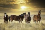 ‘Rangelands Are In Crisis’: Mike Lee, Mitt Romney Push To Cull Overcrowded Wild Horses