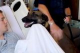 Video Of A Police Dog Visiting His Wounded Partner In The Hospital Is The Best Thing You’ll See Today