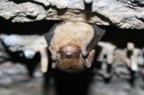 Deadly Bat Fungus Detected in California