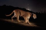 Simi Valley | Mountain Lion in the 5300-5400 block of Evening Sky
