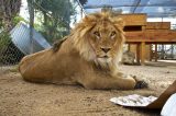 America’s Teaching Zoo at Moorpark College Raises Over $550,000 to Build New Lion Enclosure