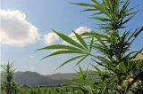 Hemp may be put on Ice for Six Months by the Board of Supervisors