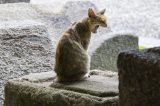 Do We Really Face a Climate Cat-astrophe?