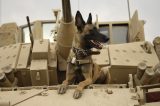Retired Military Dogs in Need of Forever Homes–and Air Force Seeks Loving Owners to Adopt Them