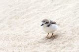 Ormond Beach: Illegal Off-Roading Nearly Decimates First Snowy Plover Clutch