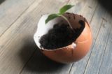 FREE Soil and Seedling Giveaway for Earth Week!