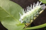 Customs Agents Stop Plant-Eating Caterpillars Headed For California