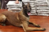 High-Performing K9 Officer ‘Apex’ Nabs 4 Drug Traffickers, Car Thieves in Just 30 Days