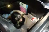 Border Officers Seize Baby Spider Monkey Hidden in Truck Console at US-Mexico Border