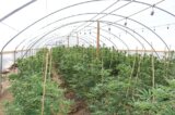 Illegal Marijuana Grow Operation Busted off of Tierra Rejada Road