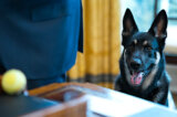 Sink your teeth into this: ‘Majorgate’ lawsuit filed on Biden’s biting dog