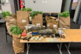 Busted for Illegal cultivation of Pot