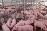 Nebraska Pork Producers: New California Regulations Will Be A Nightmare