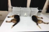 Fauci Funded ‘Cruel’ Puppy Experiments Where Sand Flies ‘Eat Them Alive’; Vocal Cords Severed
