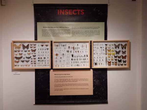 Insects pinned to a posterboard on display at the Ojai Valley Museum