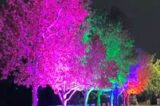 America’s Teaching Zoo At Moorpark College Sparks Seasonal Cheer With “Wild Lights & Disco Nights”